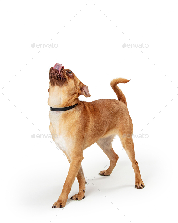 Hungry Small Dog Tongue Out Looking Up Stock Photo by GoodFocused